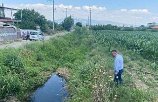 Turgutlu ve Salihli’de haşereyle mücadele