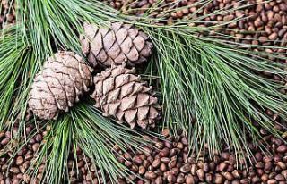 Türkiye’nin çam fıstığı ihracatı son 5 senede...