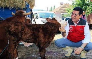 Türkiye’ye örnek proje ‘Buzağım Doğdu’...