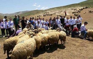 Ünlü aşçılar yaylada koyun sağdı