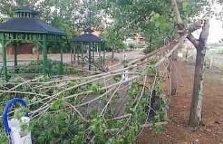 Uşak’ta şiddetli fırtına parktaki ağaçları...