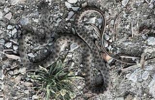 Uzmandan yılan türü uyarısı