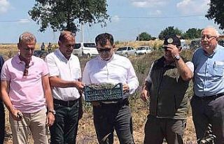 Uzunköprü’de ilk lavanta hasadı yapıldı