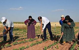 Vali Ayhan, tarım işçisi gibi çalıştı