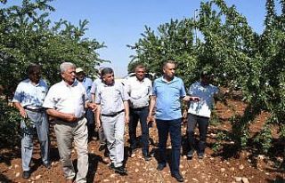 Vali Çuhadar, meyve fidanı üretim merkezini inceledi