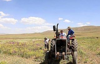 Vali Dr. Ozan Balcı traktörle korunga hasadı yaptı