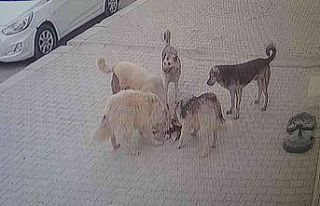 Van’da 5 köpek kediyi parçalayarak öldürdü