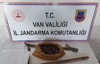 Van’da salep soğanı toplayan 7 kişi yakalandı