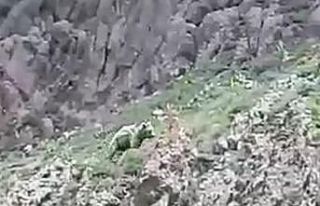 Vatandaşın ayıya söyledikleri gülümsetti