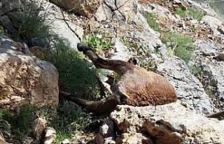 Yaban keçilerini yıldırım çarptı