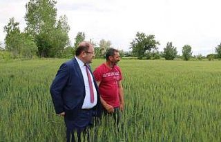 Yağışlar yüz güldürüyor, hububatta rekolte...