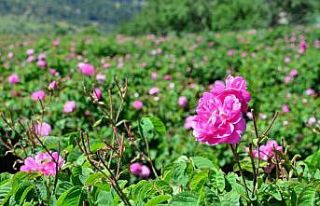 Yağlık gül hasadı başladı