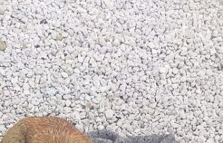 Yağmur suyu kanalında mahsur kalan köpek ve 6 yavrusu...
