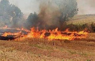 Yalova Altınova itfaiyesinden orman ve anız yangını...