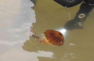 Yalova sahilinde zehirli pusula denizanası görüldü