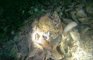 Yalova’da deniz polisi ender rastlanan ahtapot türünü...