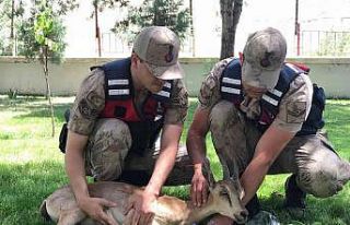 Yaralı dağ keçilerine jandarma şefkati