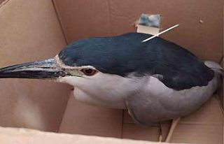 Yaralı halde bulunan gece balıkçılı kuşu tedavi...