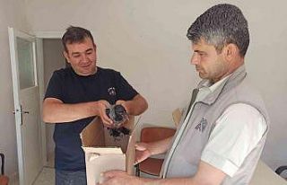 Yaralı karga tedavi altına alındı