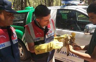 Yaralı kerkenez koruma altına alındı