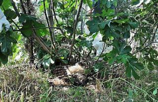 Yaralı puhu kuşunu nefes kesen operasyonla kurtardılar