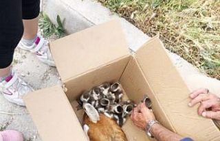 Yaralı yaban ördeği barınağa teslim edildi