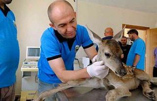 Yaralı yavru ceylan merkezin gözbebeği oldu