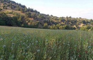 Yasadışı ekilen 160 bin kök haşhaş ele geçirildi