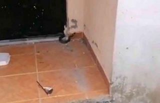 Yaşlı halasını kapıdakinin yılan olduğunu inandırmak...
