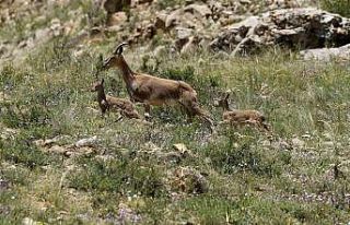 Yavru dağ keçilerinin sarp kayalıklardaki tehlikeli...