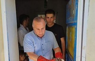 Yavru şahin ve yaralı leylek tedavi altına alındı