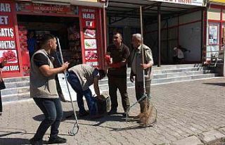 Yavru tilkiler tedavilerinin ardından doğaya salındı