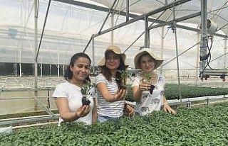 Yeni sezonun gözdesi yine domates olacak