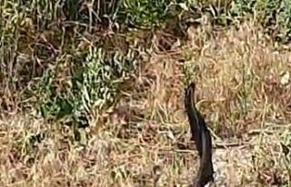 Yılanların dansı kameraya yansıdı