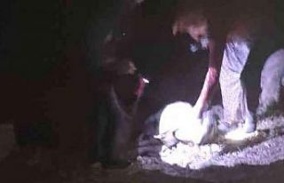 Yıldırım düştü çoban yaralandı, 63 koyun telef...