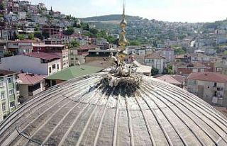 Yıllardır aynı camiye yuva yapan leylek ailesi