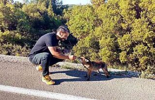 Yola fırlayan tilki sürücülerin maskotu oldu