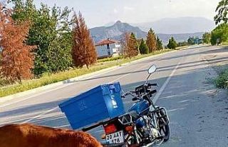 Yolda bulduğu buzağı motosikletin sepetine atıp...
