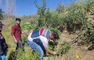 Yozgat’ta 249 kök Hint keneviri ele geçirildi