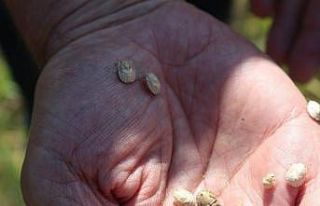 Yozgat’ta süneye karşı mücadele sürüyor