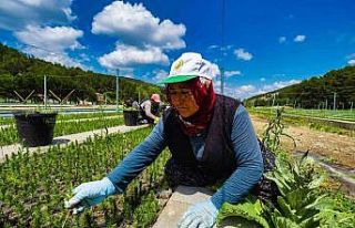 Yozgat’ta üretilen 3 milyon 400 bin fidan "Geleceğe...
