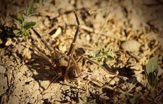 Yüksekova’da et yiyen ’Sarıkız’ örümceği...