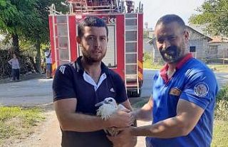 Yuvadan düşen yavru leyleğin yardımına itfaiye...