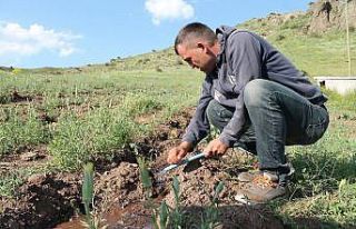 Zabıta memuru bin 500 goji berry fidesini toprakla...