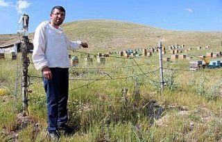 Zekası ile ayıları yendi