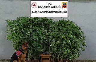 Zeytin bahçesine ekilen kenevirleri dron tespit etti,...