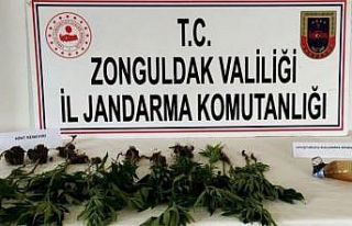 Zonguldak 28 kök kenevir bitkisi ele geçirildi