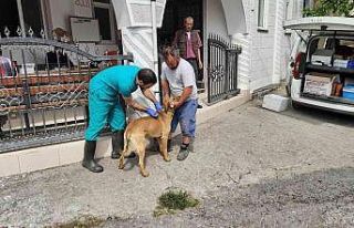 Zonguldak’da köpekler artık mikroçipli