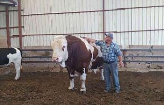 1,7 tonluk boğayı alana koç hediye edecek