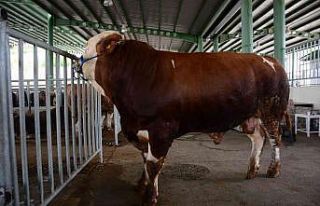 1 ton 100 kiloyla pazarın gözdesi olan Paşa, 60...